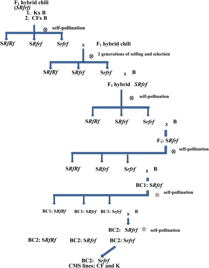 Development of male sterile lines of CMS chilies (<i>Capsicum annuum</i> L.) from F<sub>1</sub> hybrids.