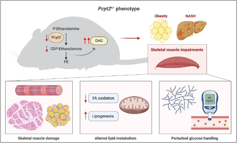 Skeletal Muscle Consequences of Phosphatidylethanolamine Synthesis Deficiency.