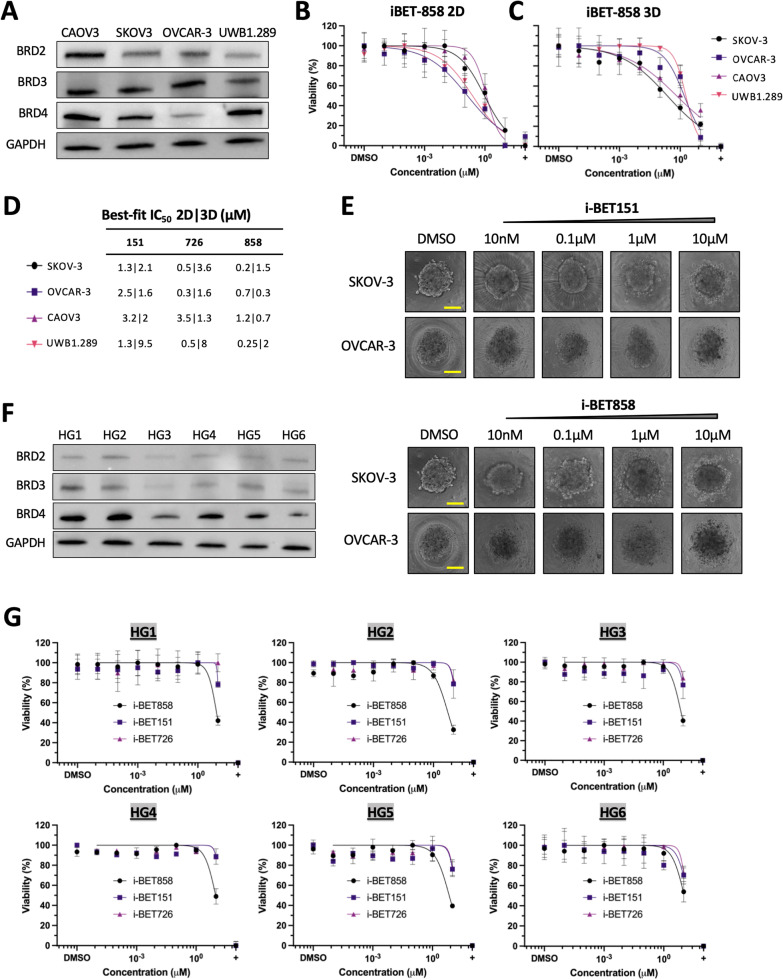 Bromodomain inhibitor i-BET858 triggers a unique transcriptional response coupled to enhanced DNA damage, cell cycle arrest and apoptosis in high-grade ovarian carcinoma cells.