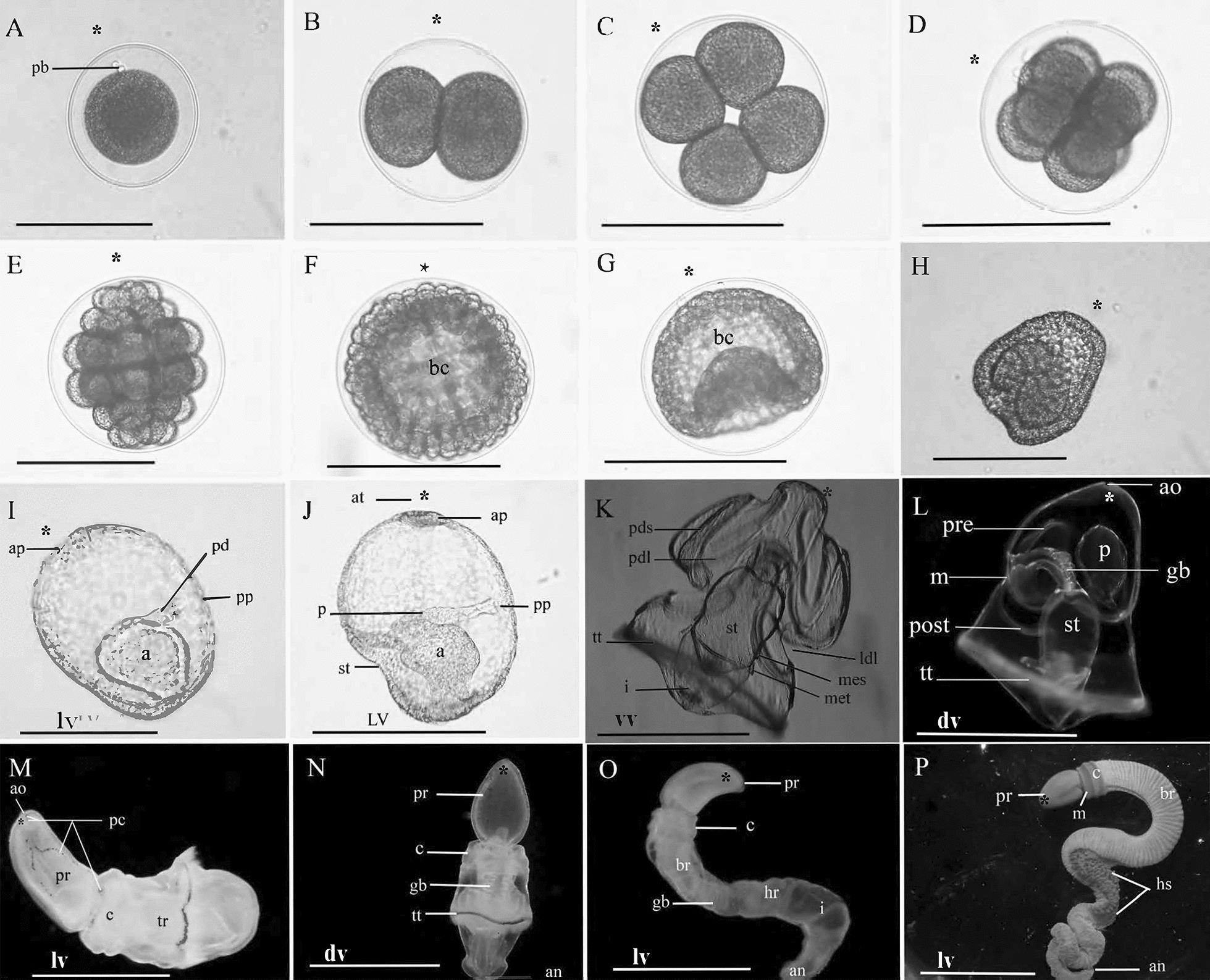 The embryology, metamorphosis, and muscle development of Schizocardium karankawa sp. nov. (Enteropneusta) from the Gulf of Mexico.