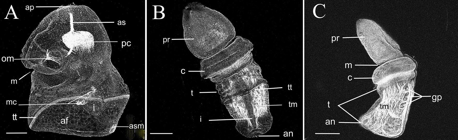 The embryology, metamorphosis, and muscle development of Schizocardium karankawa sp. nov. (Enteropneusta) from the Gulf of Mexico.