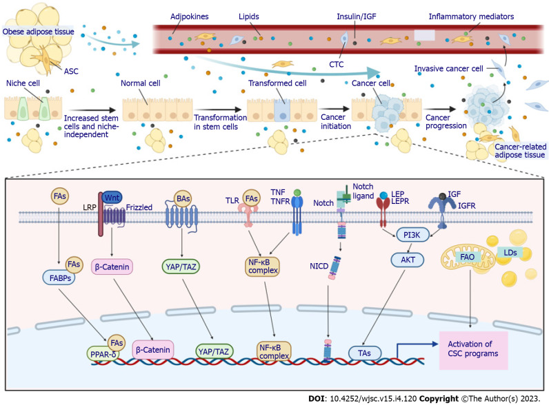 Obesity and cancer stem cells: Roles in cancer initiation, progression and therapy resistance.