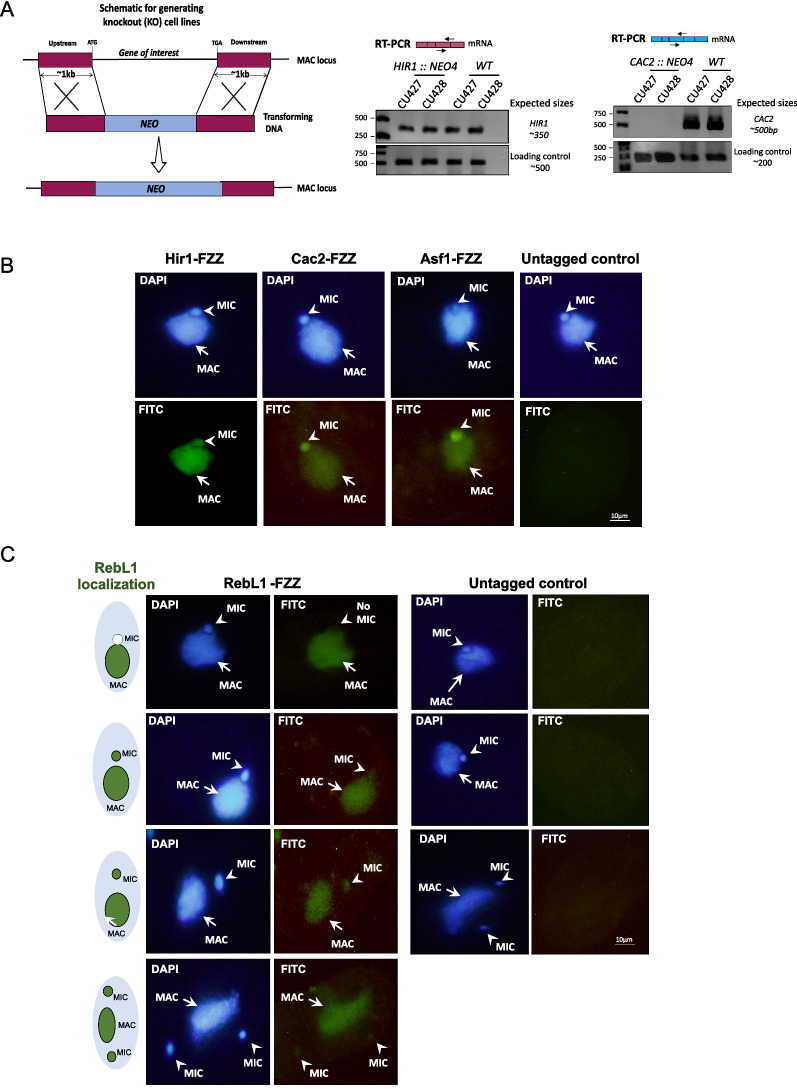 Multilevel interrogation of H3.3 reveals a primordial role in transcription regulation.