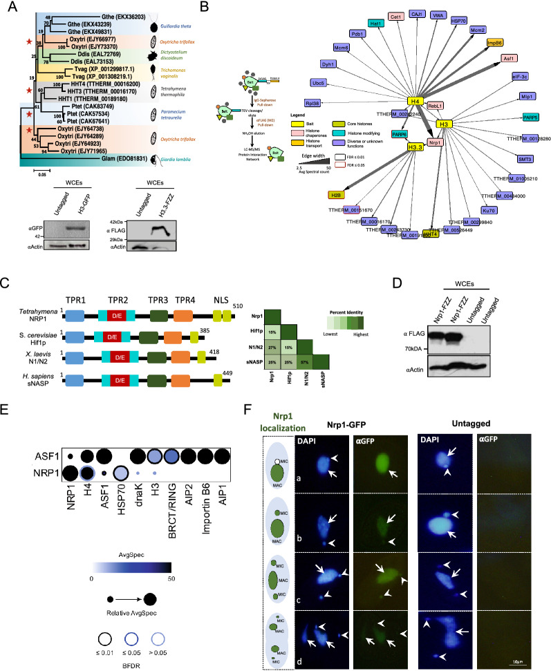 Multilevel interrogation of H3.3 reveals a primordial role in transcription regulation.