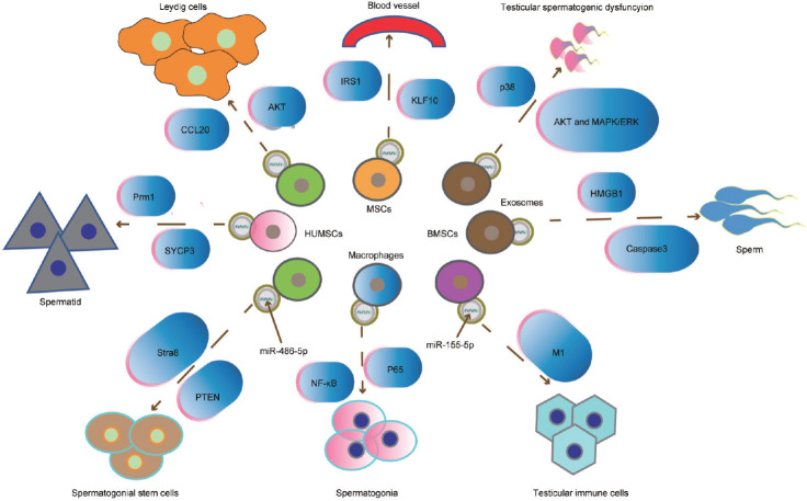 The emerging role of exosomes in the development of testicular.