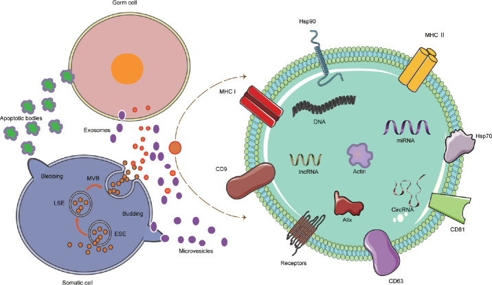 The emerging role of exosomes in the development of testicular.