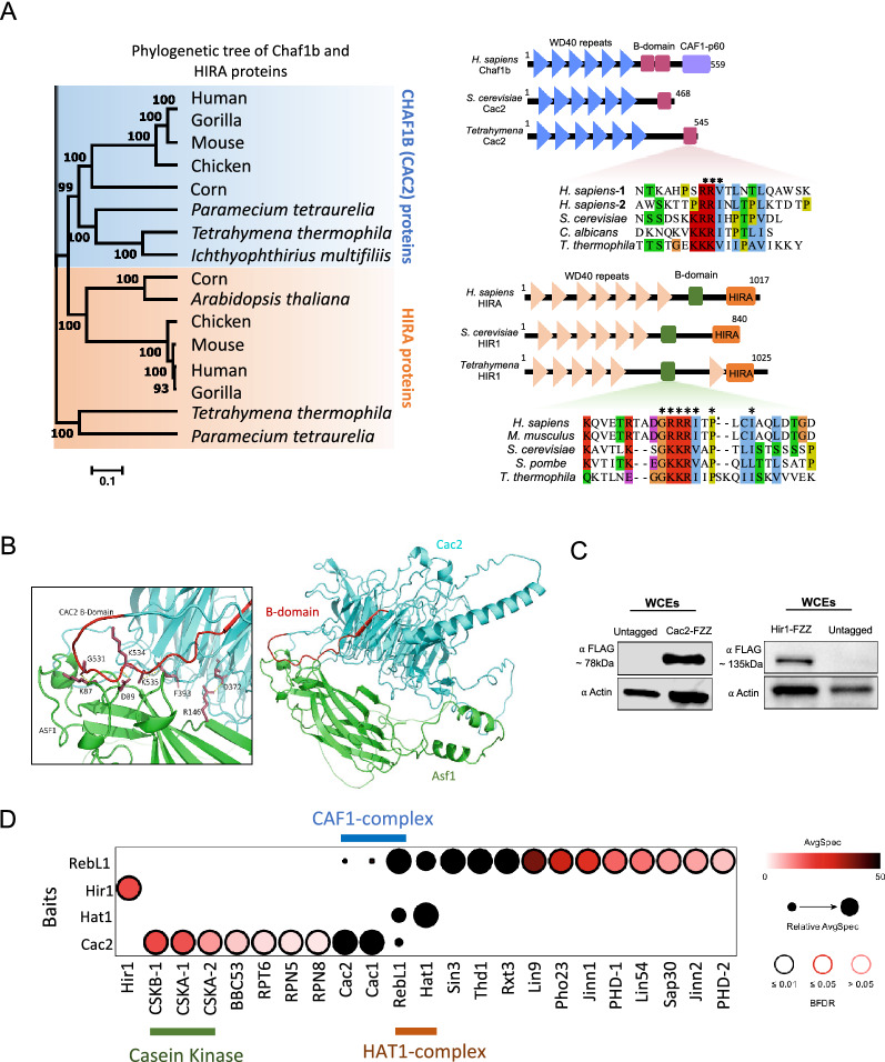 Multilevel interrogation of H3.3 reveals a primordial role in transcription regulation.