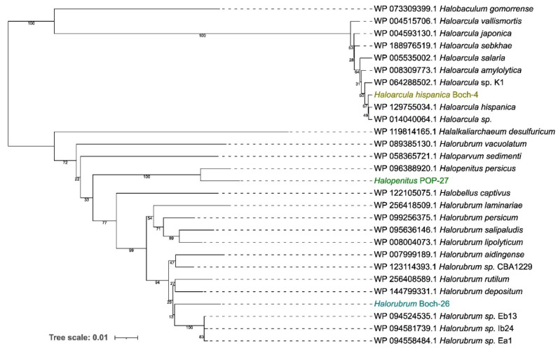 Draft genomes of halophilic Archaea strains isolated from brines of the Carpathian Foreland, Poland.