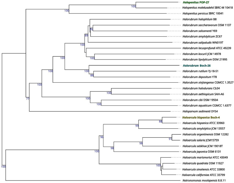 Draft genomes of halophilic Archaea strains isolated from brines of the Carpathian Foreland, Poland.