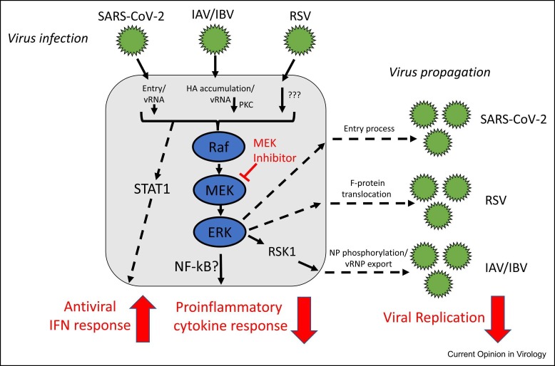 MEK inhibitors as novel host-targeted antivirals with a dual-benefit mode of action against hyperinflammatory respiratory viral diseases