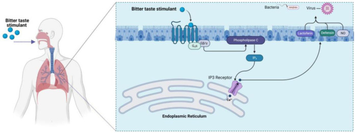 Human T2R38 Bitter Taste Receptor Expression and COVID-19: From Immunity to Prognosis.