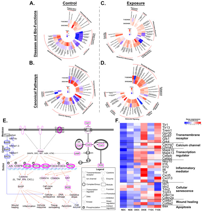 Type 1 diabetes and diet-induced obesity predispose C57BL/6J mice to PM<sub>2.5</sub>-induced lung injury: a comparative study.