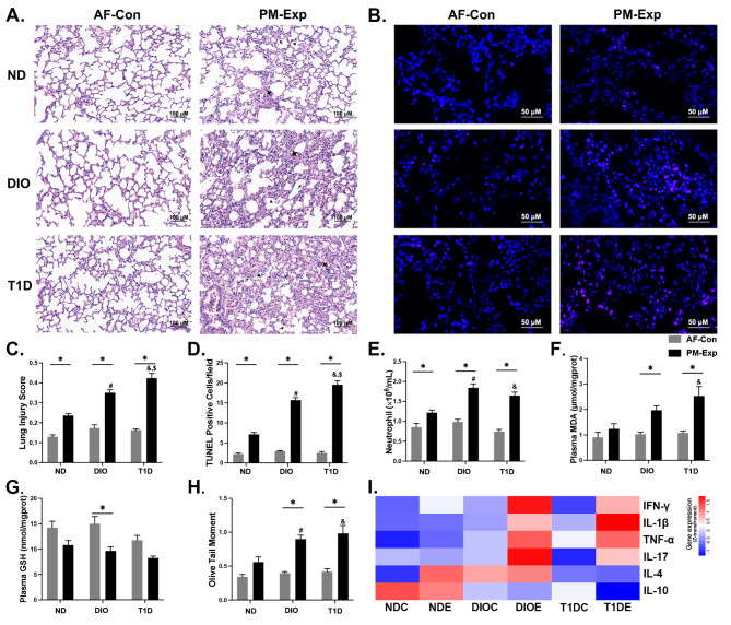 Type 1 diabetes and diet-induced obesity predispose C57BL/6J mice to PM<sub>2.5</sub>-induced lung injury: a comparative study.