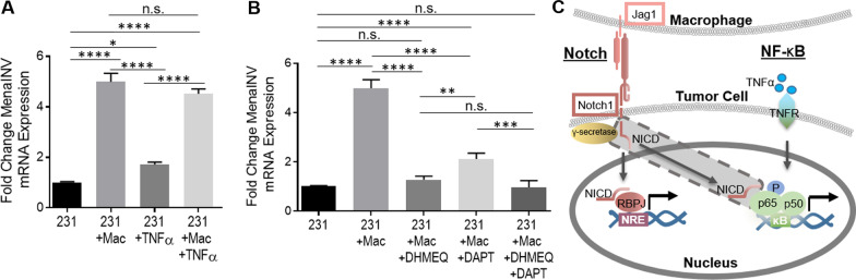 Cooperative NF-κB and Notch1 signaling promotes macrophage-mediated MenaINV expression in breast cancer.