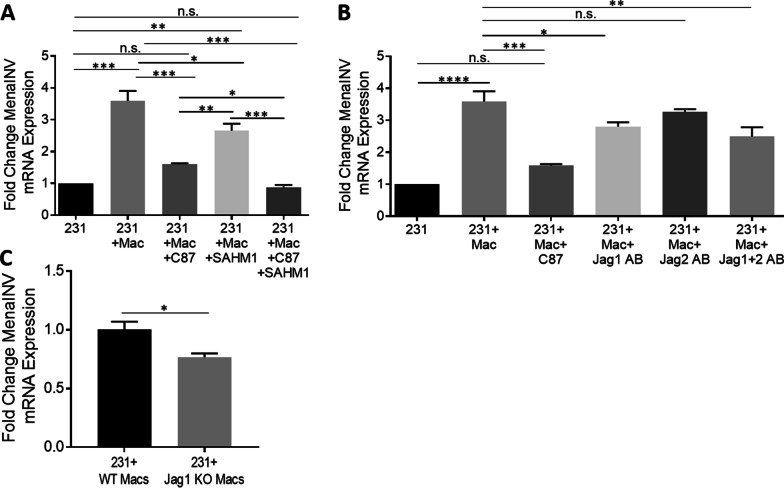 Cooperative NF-κB and Notch1 signaling promotes macrophage-mediated MenaINV expression in breast cancer.