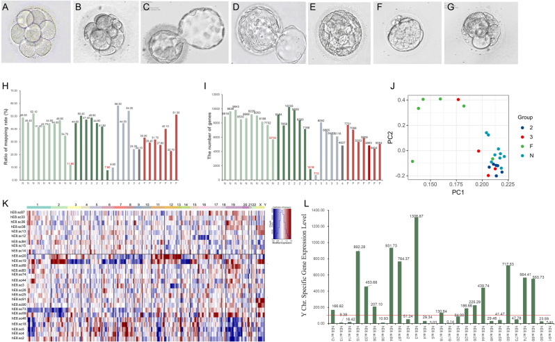 Evaluate the developmental competence of human 8-cell embryos by single-cell RNA sequencing.