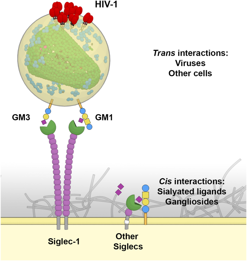 Role of Siglecs in viral infections: A double-edged sword interaction