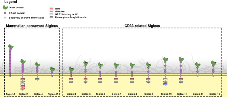 Role of Siglecs in viral infections: A double-edged sword interaction