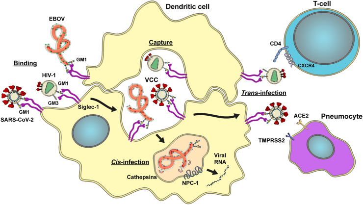 Role of Siglecs in viral infections: A double-edged sword interaction