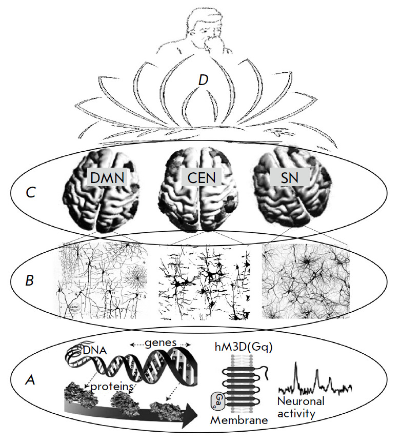 Connectivity of the Brain in the Light of Chemogenetic Modulation of Neuronal Activity.