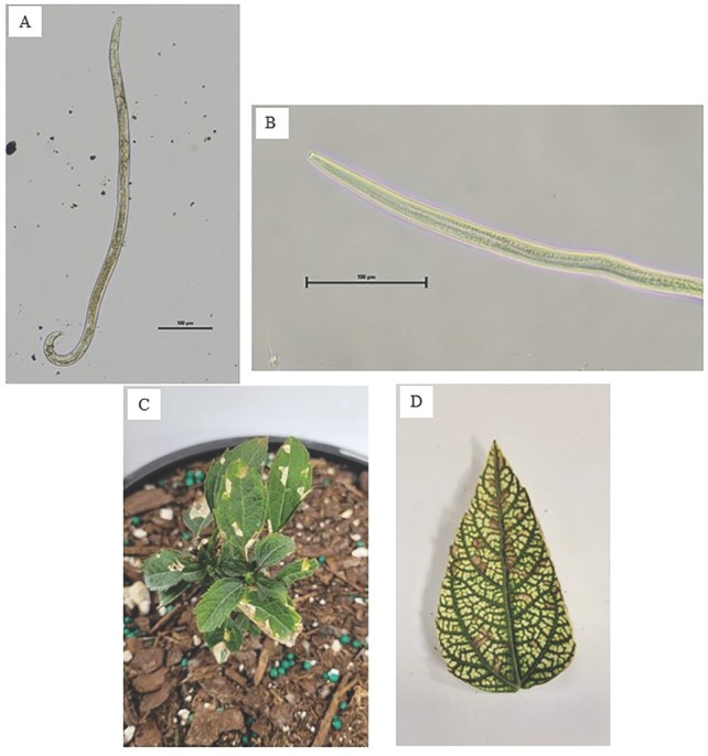 Plant-Parasitic Nematodes and their Effects on Ornamental Plants: A Review.