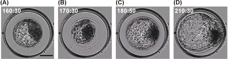 Time-lapse monitoring technologies for the selection of bovine in vitro fertilized embryos with high implantation potential.