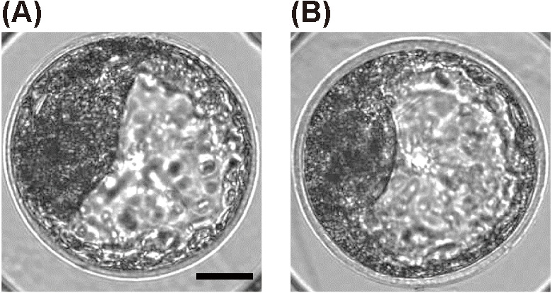 Time-lapse monitoring technologies for the selection of bovine in vitro fertilized embryos with high implantation potential.