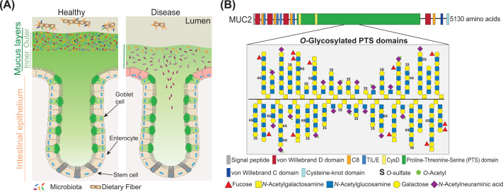 Mucin utilization by gut microbiota: recent advances on characterization of key enzymes.