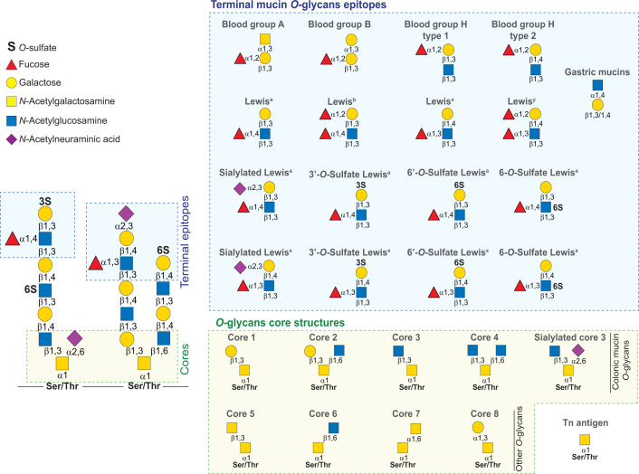 Mucin utilization by gut microbiota: recent advances on characterization of key enzymes.