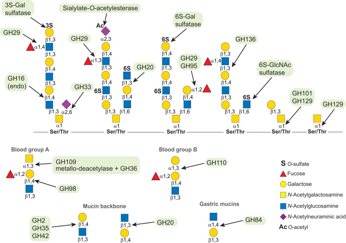 Mucin utilization by gut microbiota: recent advances on characterization of key enzymes.