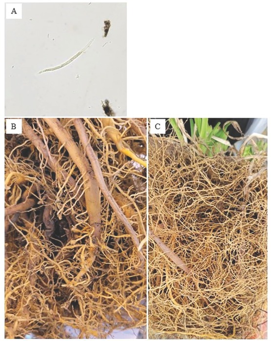 Plant-Parasitic Nematodes and their Effects on Ornamental Plants: A Review.