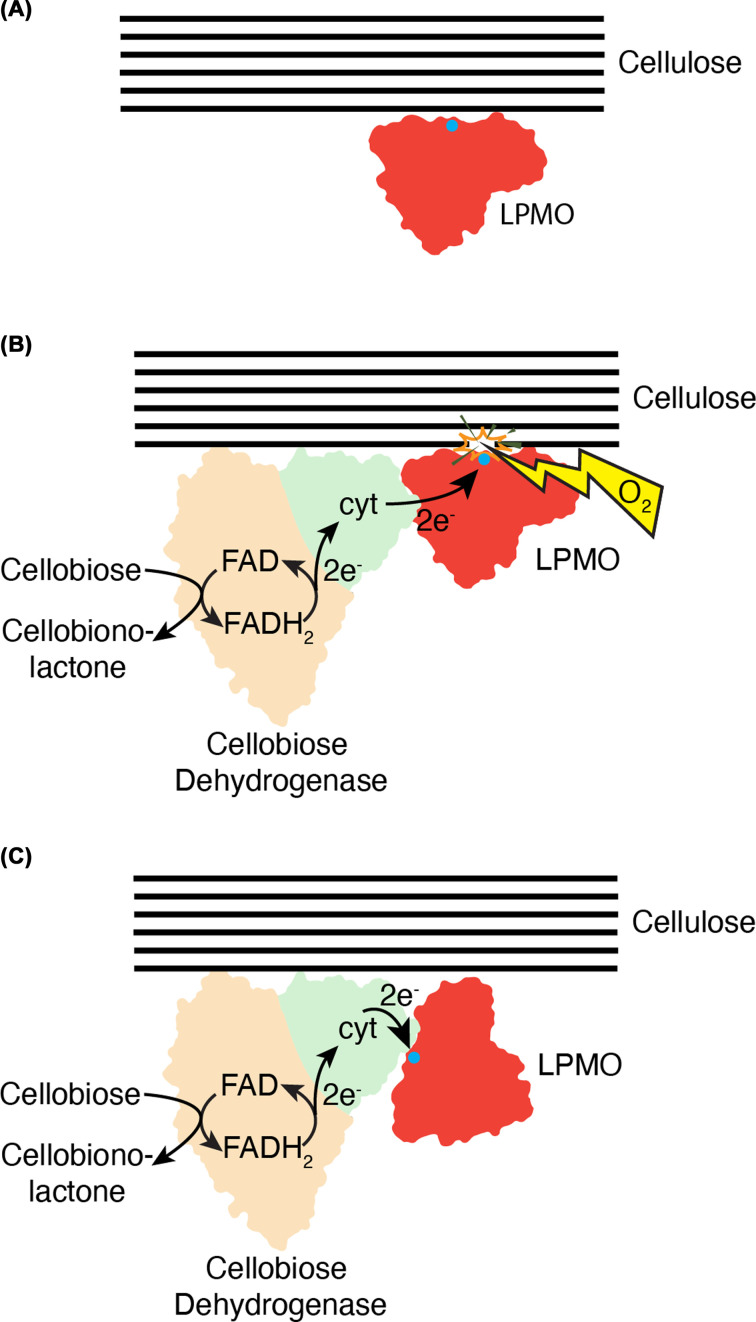 Revisiting the role of electron donors in lytic polysaccharide monooxygenase biochemistry.