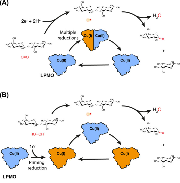 Revisiting the role of electron donors in lytic polysaccharide monooxygenase biochemistry.