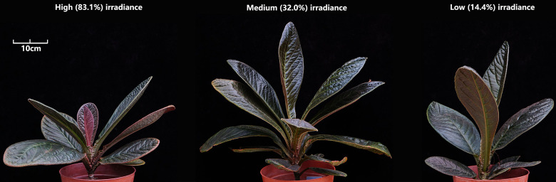 The physiological responses of critically endangered species <i>Ardisia gigantifolia</i> Stapf (Primulaceae) to different light intensities.