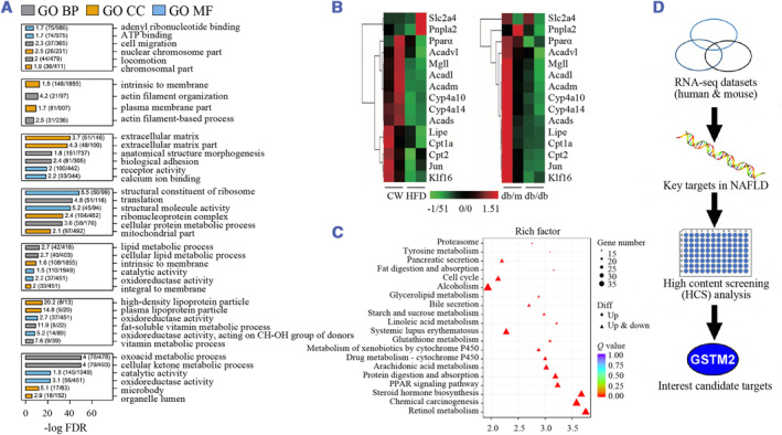 Multidimensional landscape of non-alcoholic fatty liver disease-related disease spectrum uncovered by big omics data: Profiling evidence and new perspectives.