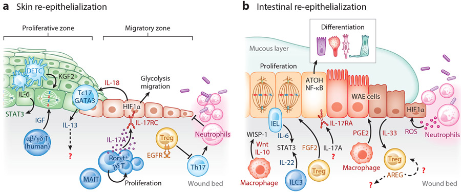 Immune-Epithelial Cross Talk in Regeneration and Repair.