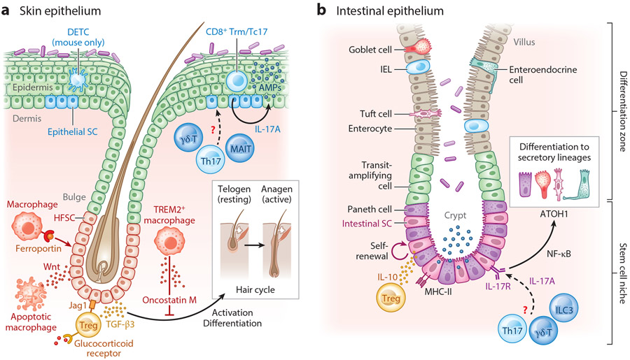 Immune-Epithelial Cross Talk in Regeneration and Repair.