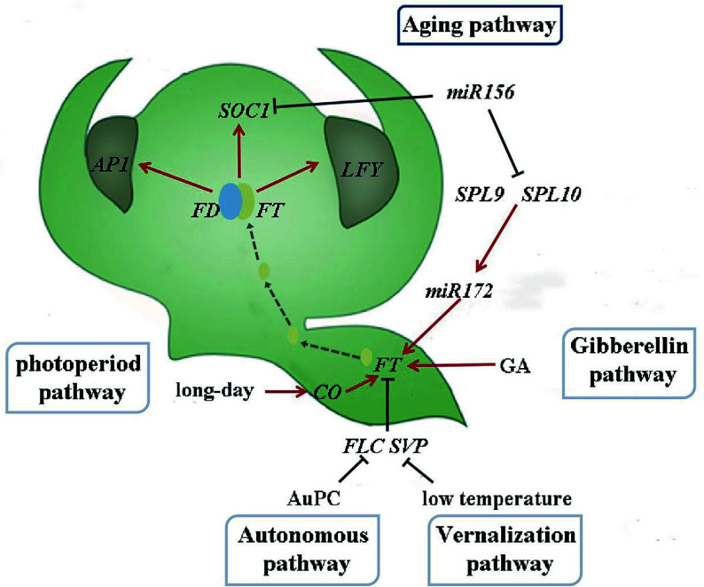 Regulatory roles of miRNAs associated with the aging pathway in tree vegetative phase changes.