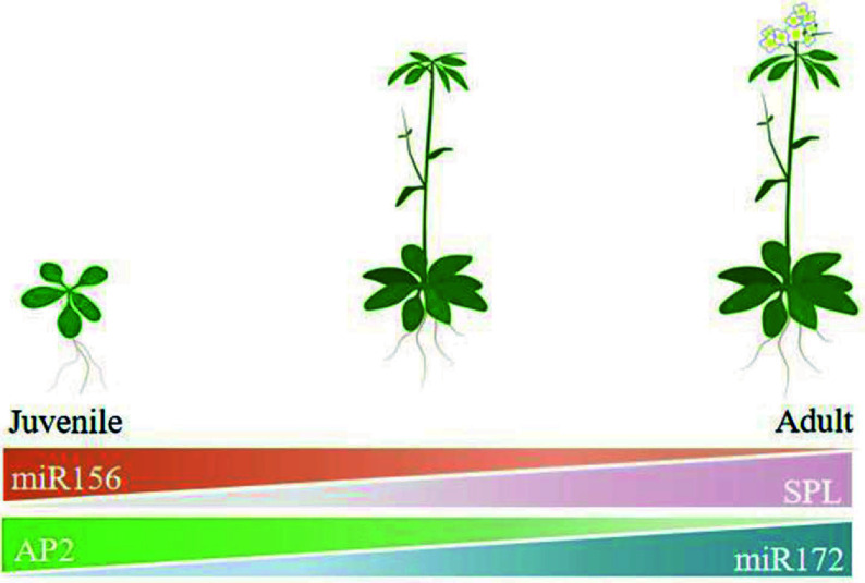 Regulatory roles of miRNAs associated with the aging pathway in tree vegetative phase changes.