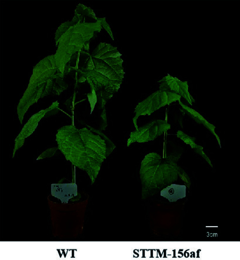 Regulatory roles of miRNAs associated with the aging pathway in tree vegetative phase changes.