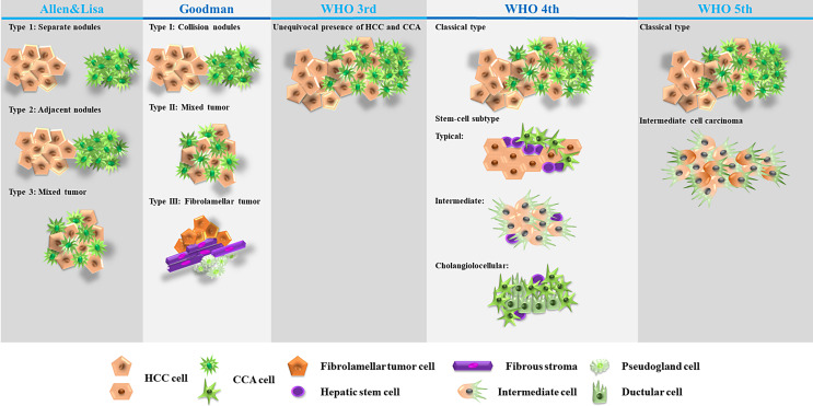 Combined Hepatocellular-Cholangiocarcinoma: Biology, Diagnosis, and Management.
