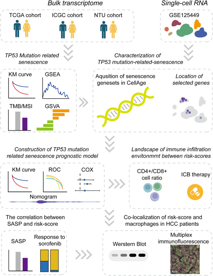 TP53 mutation-related senescence is an indicator of hepatocellular carcinoma patient outcomes from multiomics profiles.