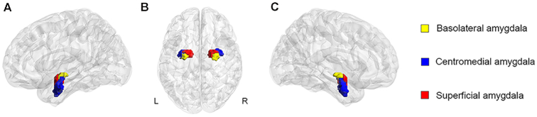 Regional superficial amygdala resting-state functional connectivity in adults infers childhood maltreatment severity.