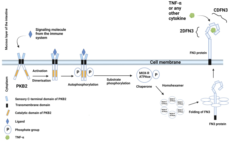 Study of the binding of ΔFN3.1 fragments of the <i>Bifidobacterium longum</i> GT15 with TNFα and prevalence of domain-containing proteins in groups of bacteria of the human gut microbiota.