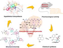 Structural diversity, hypothetical biosynthesis, chemical synthesis, and biological activity of Ganoderma meroterpenoids