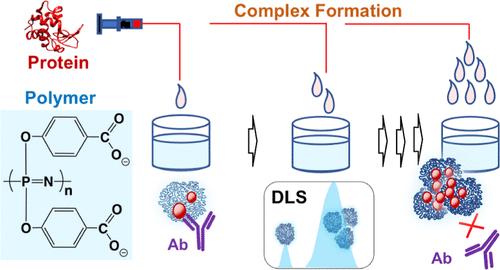 Monitoring Protein Complexation with Polyphosphazene Polyelectrolyte Using Automated Dynamic Light Scattering Titration and Asymmetric Flow Field Flow Fractionation and Protein Recognition Immunoassay