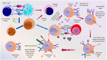 Role of T cells in cancer immunotherapy: Opportunities and challenges