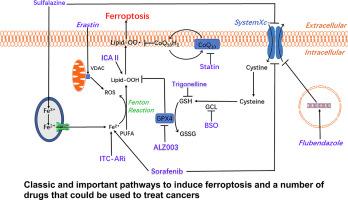 Inaugurating a novel adjuvant therapy in urological cancers: Ferroptosis