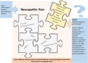 Investigating the potential of GalR2 as a drug target for neuropathic pain