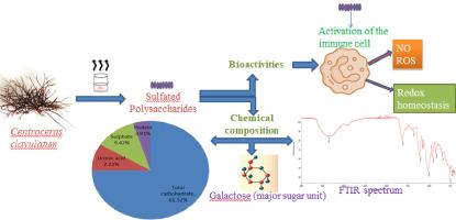 Chemical characterisation of sulfated polysaccharides from the red seaweed Centroceras clavulatum and their in vitro immunostimulatory and antioxidant properties